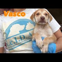 Cuccioli con occhi azzurri