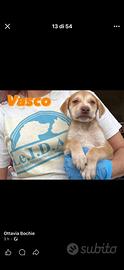 Cuccioli con occhi azzurri