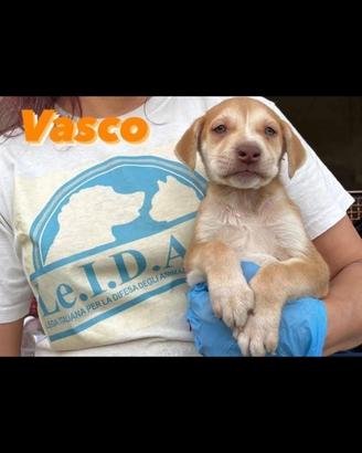 Cuccioli con occhi azzurri