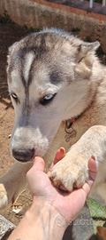 Husky