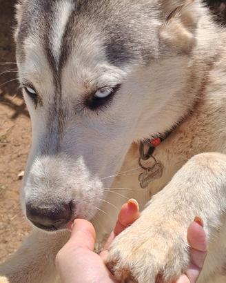 Husky