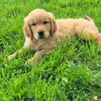 Cucciolata stupenda linea americana