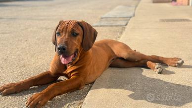 Cuccioli di Rhodesian Ridgeback