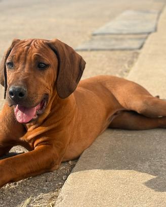 Cuccioli di Rhodesian Ridgeback