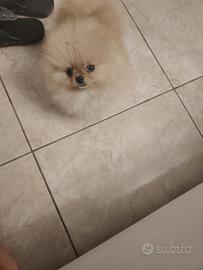 Spitz di Pomerania nano