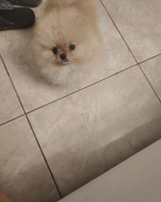 Spitz di Pomerania nano
