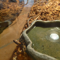 Serpente del grano