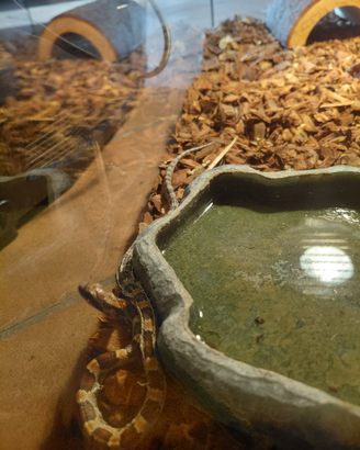 Serpente del grano