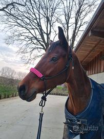 Cavalla italiana 2015