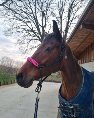 Cavalla italiana 2015