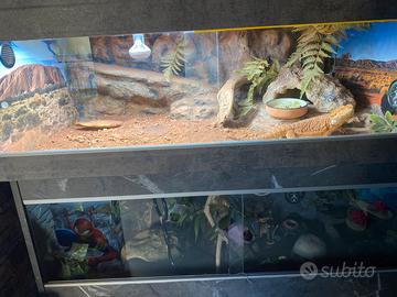 Pogona vitticeps