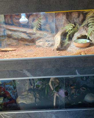 Pogona vitticeps
