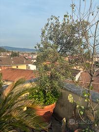 Grande ulivo antico in vaso terracotta