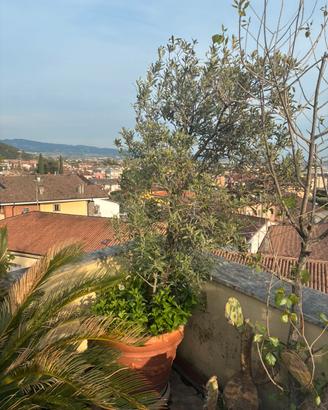 Grande ulivo antico in vaso terracotta