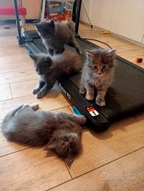 Maine Coon