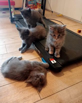 Maine Coon