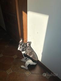 Bulldog Francese per monta