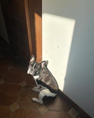 Bulldog Francese per monta