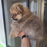 Spizu pomeriano con pedigree engi linea di sangue