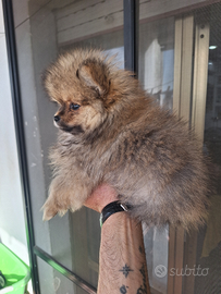 Spizu pomeriano con pedigree engi linea di sangue