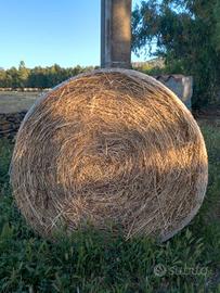 fieno brado annata 2025