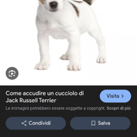 Cucciolo jek russel