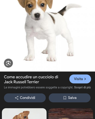 Cucciolo jek russel