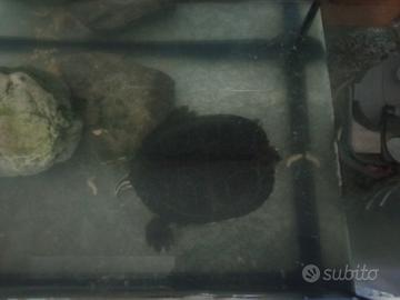 Tartaruga