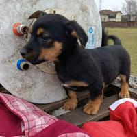 LEO e TEO, dolci cuccioli nanetti TG PICCOLA