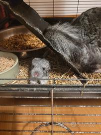 2 cincilla di 1 mese