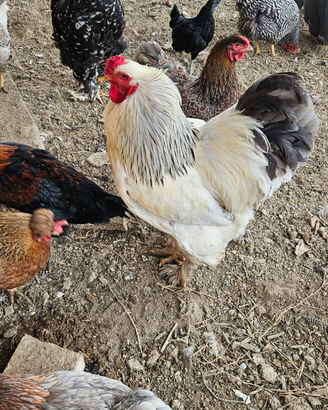 Gallo brahma