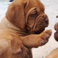 Cuccioli Dogue de Bordeaux