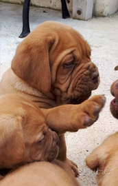 Cuccioli Dogue de Bordeaux