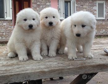 Cuccioli pastore maremmano abruzzese