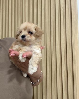 Maltipoo
