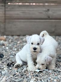 Schnauzer Nano