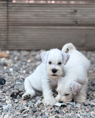 Schnauzer Nano