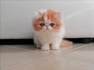 Persiani cuccioli