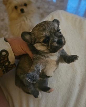 Simil chihuahua