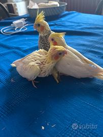 Calopsite allevate a mano