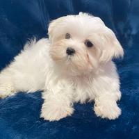 Cucciolo maschio di Maltese