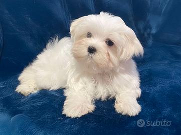 Cucciolo maschio di Maltese