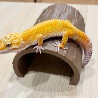 grotta tana nascondiglio per rettili