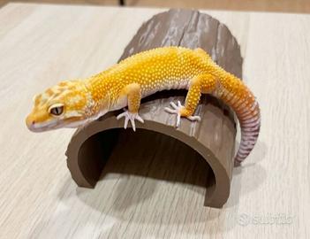 grotta tana nascondiglio per rettili