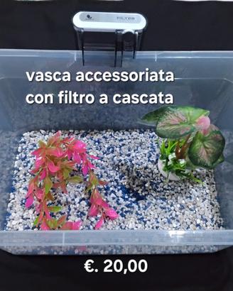 Pesci