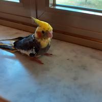 CLOPSITE Allev:a mano prezzo ridotto