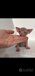 Cuccioli Sphynx