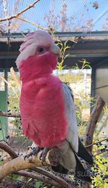 Cacatua Rosa