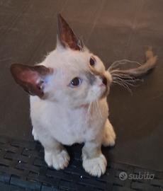 Gattino mix siamese/don sphynx( genitori testati)