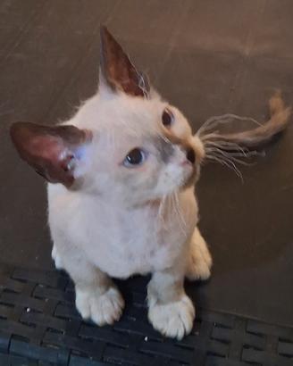 Gattino mix siamese/don sphynx( genitori testati)
